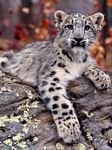pic for snow leopard cub